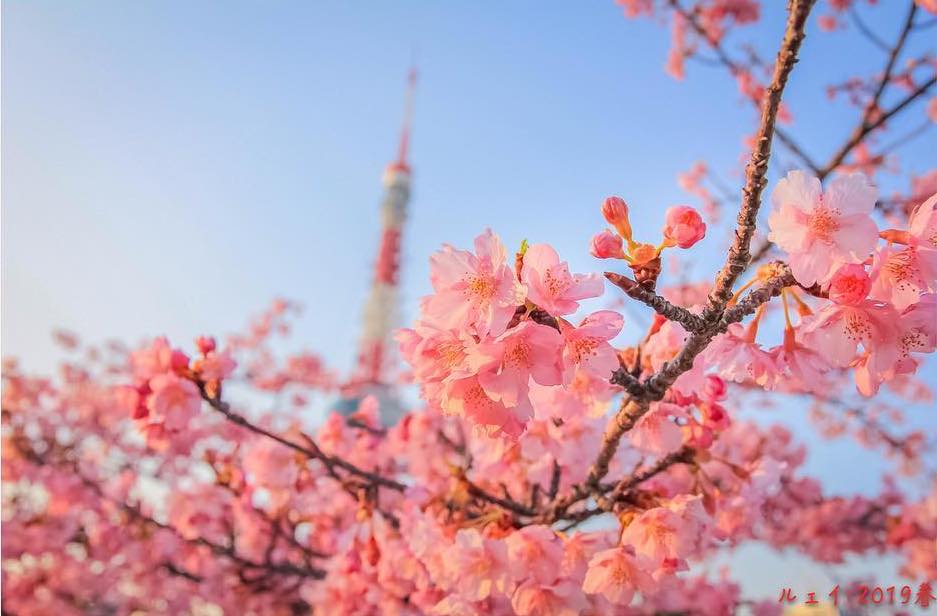 晴空塔和東京鐵塔的櫻花