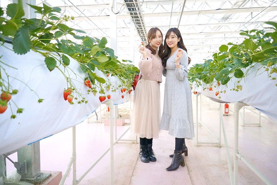 東京 全年 採草莓